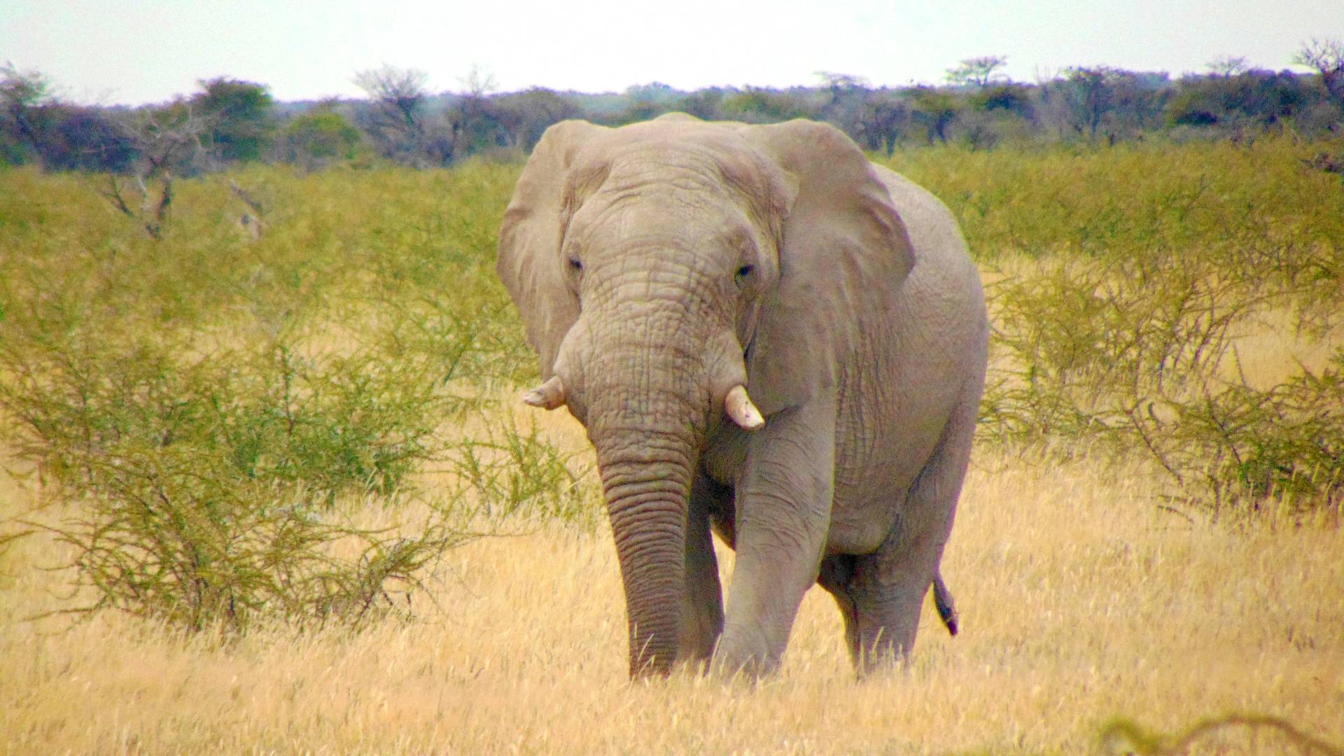 Elephant standing in tall grasses
